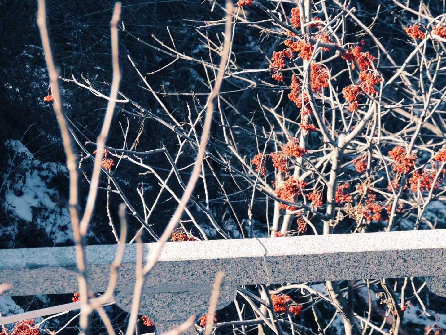 江城子·浣花溪上见卿卿 配图