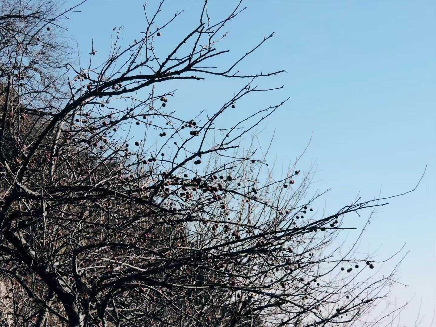 清平乐·春晚 配图
