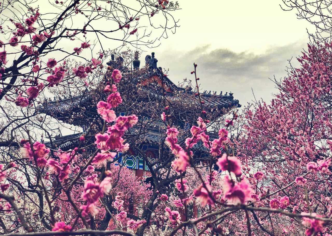 踏莎行·春暮 配图